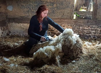 The fourth sheep - image gratuit #498727
